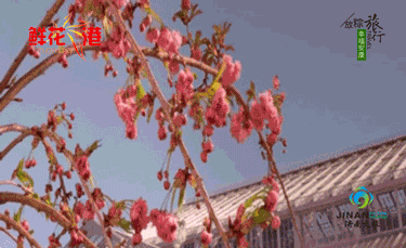 济南国际鲜花港.gif