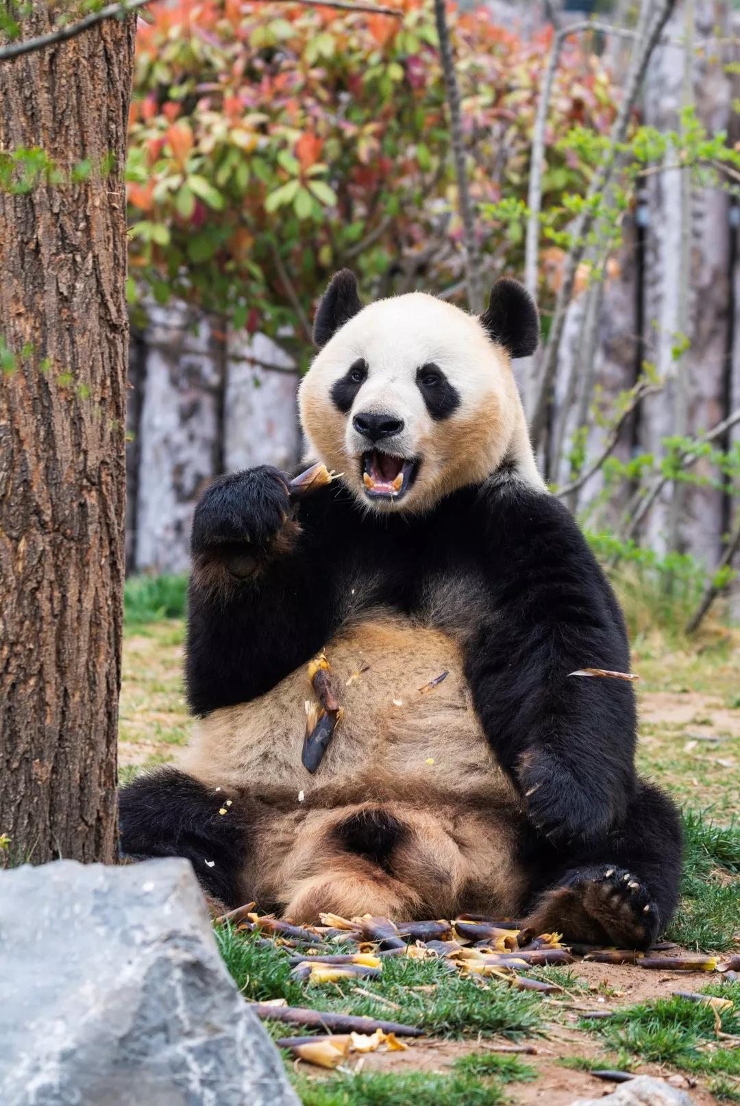 熊猫1.jpg